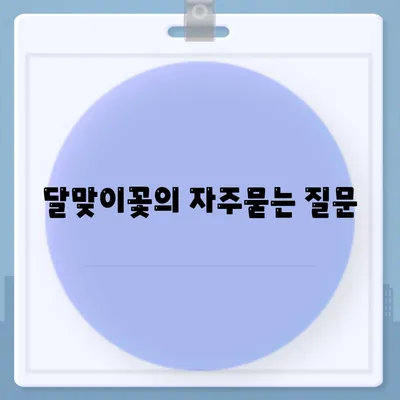 달맞이꽃