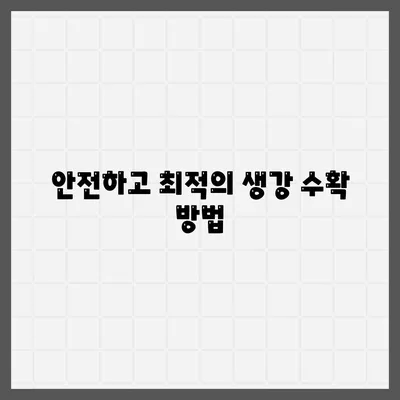 안전하고 최적의 생강 수확 방법