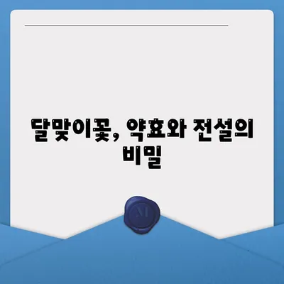 달맞이꽃