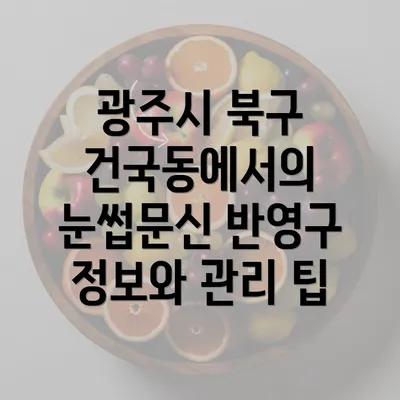 광주시 북구 건국동에서의 눈썹문신 반영구 정보와 관리 팁