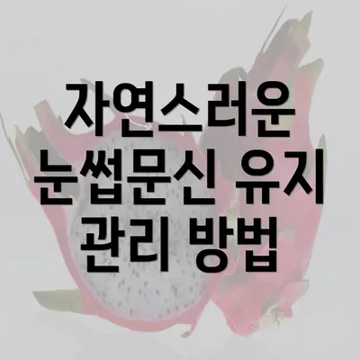 자연스러운 눈썹문신 유지 관리 방법