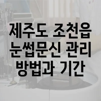 제주도 조천읍 눈썹문신 관리 방법과 기간